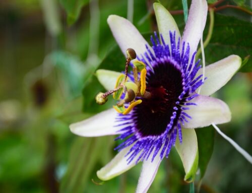 Phytotherapy to reduce hair loss due stress and anxiety. Part II: Valerian, Passionflower and Lemon Balm